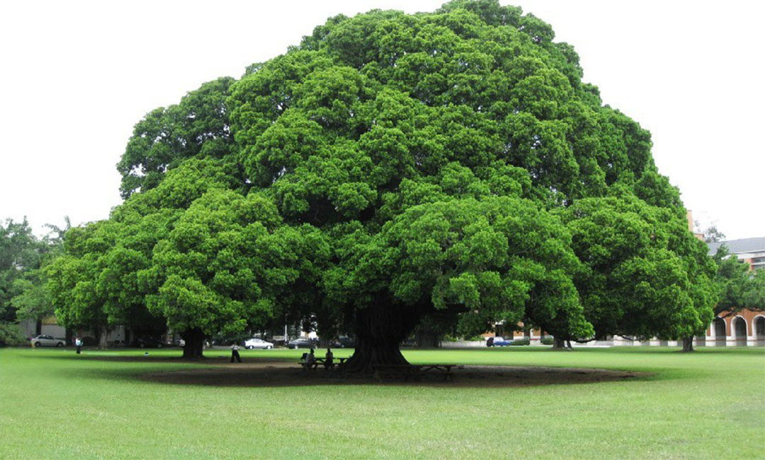 湖州金榕树服务号代运营案例